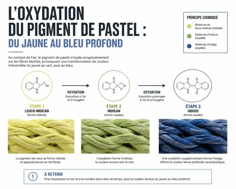 Processus de teinture au pastel de Toulouse : transformation du pigment bleu